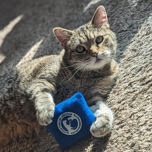 Fundraising Page: Monica Taylor